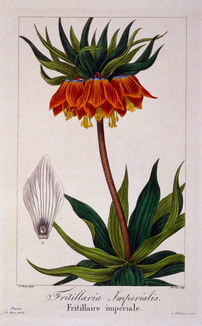 Fritillaria imperialis, 1836 (handkolorierter Stich) von Pancrace Bessa